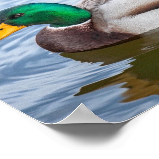 Mallard Duck Poster (Ecke)
