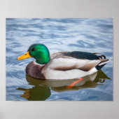 Mallard Duck Poster (Vorne)