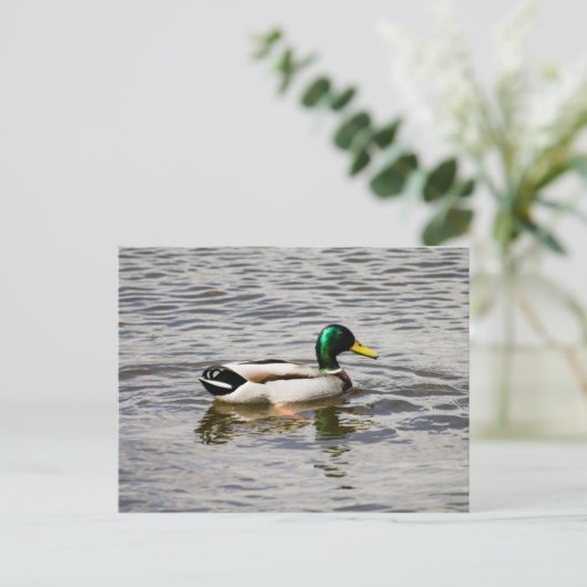 Mallard Duck Postkarte (Stehend Vorderseite)