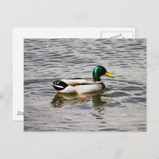 Mallard Duck Postkarte (Vorne/Hinten)