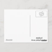 Mallard Duck Postkarte (Rückseite)