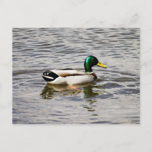 Mallard Duck Postkarte