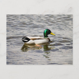 Mallard Duck Postkarte