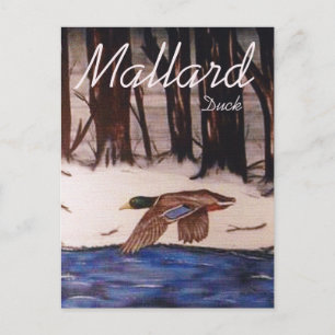 Mallard Duck Postkarte