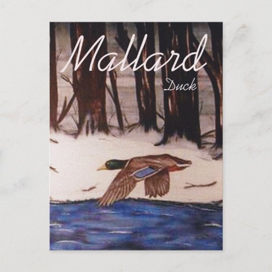 Mallard Duck Postkarte (Vorderseite)