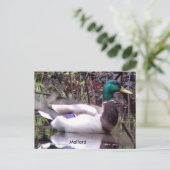 Mallard Duck Postkarte (Stehend Vorderseite)