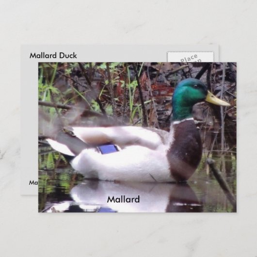 Mallard Duck Postkarte (Vorne/Hinten)