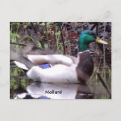 Mallard Duck Postkarte (Vorderseite)