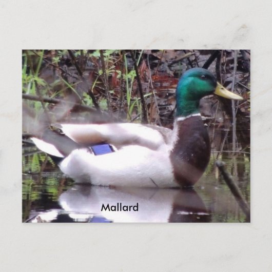 Mallard Duck Postkarte (Vorderseite)