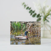 Mallard Duck Postkarte (Stehend Vorderseite)