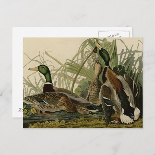 Mallard Duck Postkarte (Vorne/Hinten)