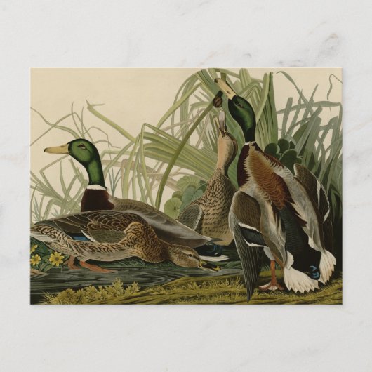 Mallard Duck Postkarte (Vorderseite)