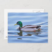 Mallard Duck Postkarte (Vorne/Hinten)