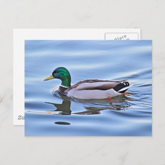 Mallard Duck Postkarte (Vorne/Hinten)