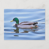 Mallard Duck Postkarte (Vorderseite)