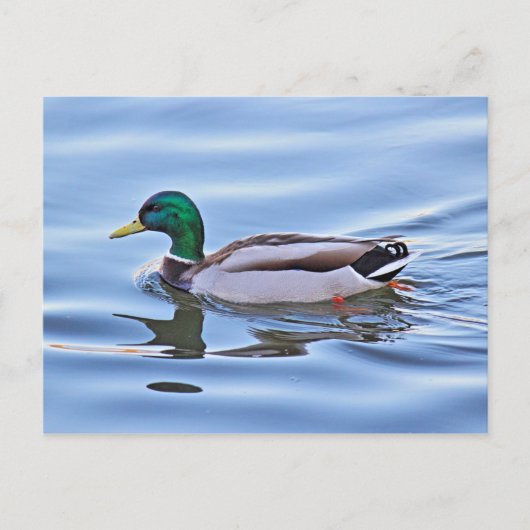 Mallard Duck Postkarte (Vorderseite)
