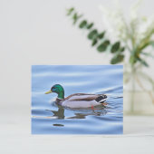 Mallard Duck Postkarte (Stehend Vorderseite)
