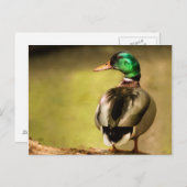 Mallard Duck Postkarte (Vorne/Hinten)