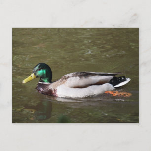 Mallard Duck Postkarte