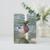 Mallard Duck Postkarte (Stehend Vorderseite)