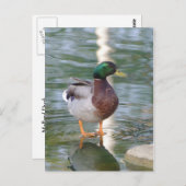 Mallard Duck Postkarte (Vorne/Hinten)