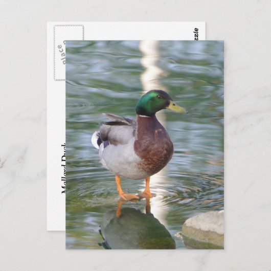 Mallard Duck Postkarte (Vorne/Hinten)