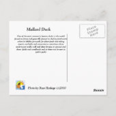 Mallard Duck Postkarte (Rückseite)