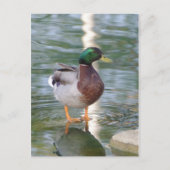 Mallard Duck Postkarte (Vorderseite)