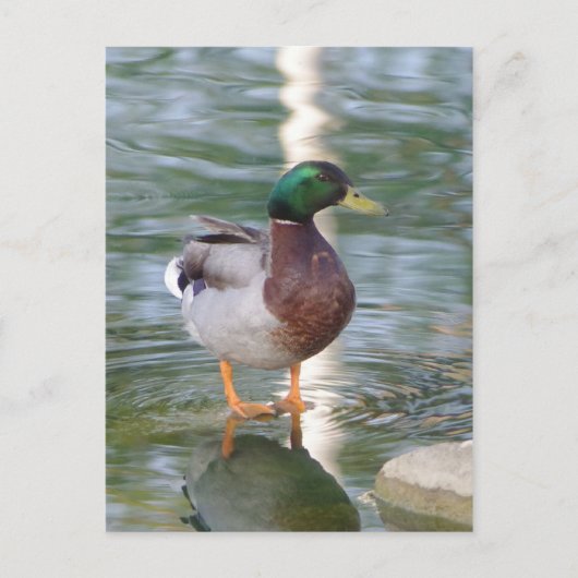 Mallard Duck Postkarte (Vorderseite)