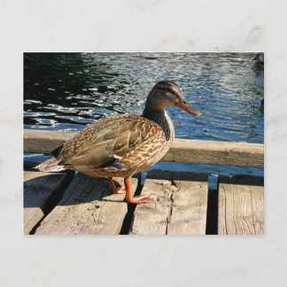Mallard Duck Postkarte