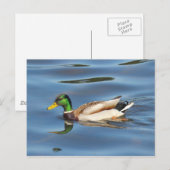 Mallard Duck Postkarte (Vorne/Hinten)