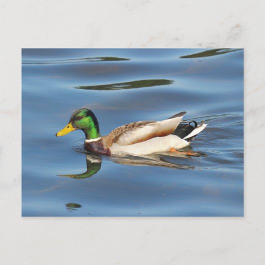 Mallard Duck Postkarte (Vorderseite)