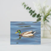 Mallard Duck Postkarte (Stehend Vorderseite)