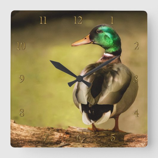 Mallard Duck Quadratische Wanduhr (Vorderseite)