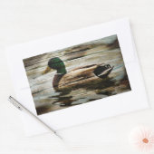 Mallard Duck Rechteckiger Aufkleber (Umschlag)