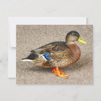 Mallard Duck. Roath Park Lake, Cardiff, Wales Karte