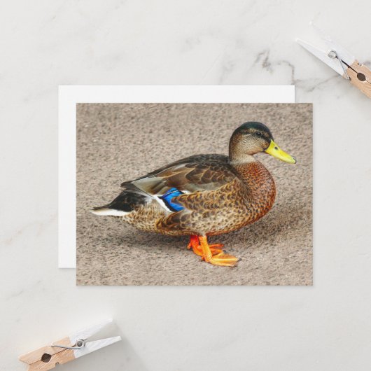 Mallard Duck. Roath Park Lake, Cardiff, Wales Karte (Vorderseite/Rückseite Beispiel)