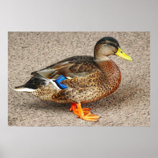 Mallard Duck. Roath Park Lake, Cardiff, Wales Poster (Vorne)