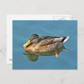 Mallard Duck, Roath Park Lake, Cardiff, Wales. Postkarte (Vorne/Hinten)