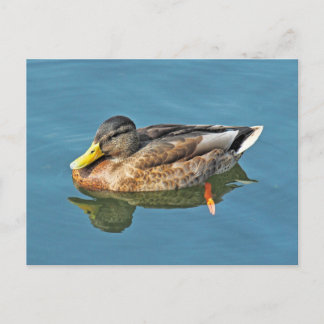 Mallard Duck, Roath Park Lake, Cardiff, Wales. Postkarte