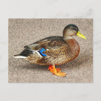Mallard Duck. Roath Park Lake, Cardiff, Wales Postkarte