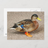 Mallard Duck. Roath Park Lake, Cardiff, Wales Postkarte (Vorne/Hinten)