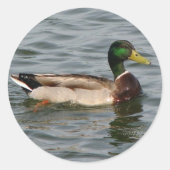 Mallard Duck Runder Aufkleber (Vorderseite)