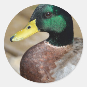 Mallard Duck Runder Aufkleber