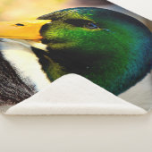 MALLARD DUCK SHERPADECKE (3/4)