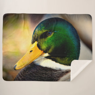 MALLARD DUCK SHERPADECKE