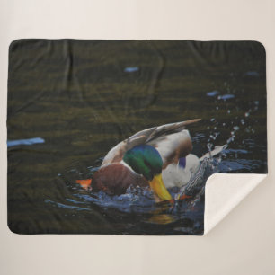 MALLARD DUCK SHERPADECKE