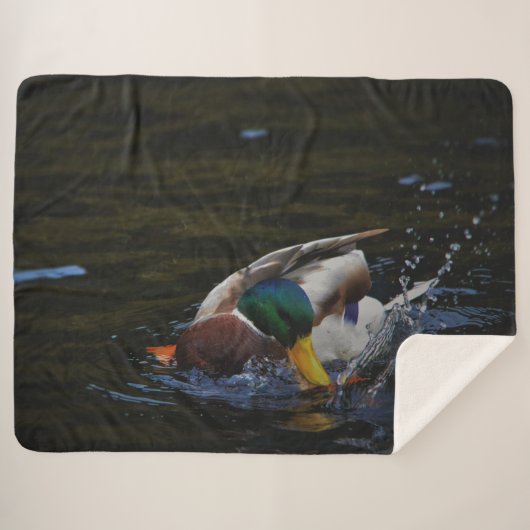MALLARD DUCK SHERPADECKE (Vorderseite (Horizontal))