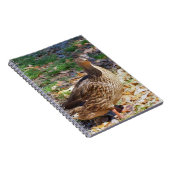 Mallard Duck Spiral Foto Notebook Notizblock (Rechte Seite)