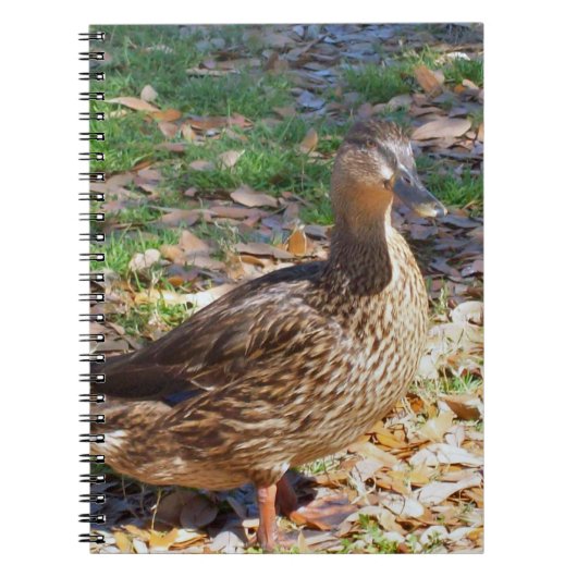Mallard Duck Spiral Foto Notebook Notizblock (Vorderseite)